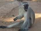 Cercopiteco verde, Kruger NP
