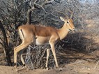 Impala, Kruger NP