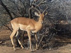 Impala, Kruger NP