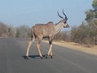 Kudú cruzando la carretera
