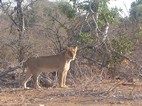 Leona, Kruger NP
