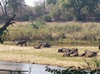 Bufalos echandose la siesta, Kruger NP