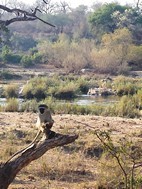 Cercopiteco verde, Kruger NP