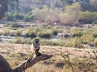 Cercopiteco verde, Kruger NP