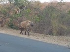 Hiena, Kruger NP
