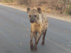 Hiena manchada cruzando la carretera, Kruger NP