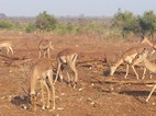 Grupo de impalas, Kruger NP