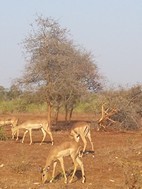 Grupo de impalas, Kruger NP