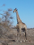 Jirafa, Kruger NP