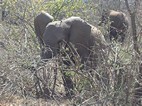 Cria de elefante, Kruger NP