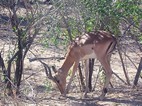 Impala macho, Kruger NP