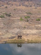 Elefante, Kruger NP
