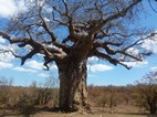 Von Weilligh's Baobab, Kruger NP