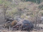 León comiendo un búfalo, Kruger NP