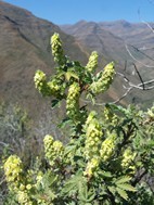 Ts'ehlanyane National Park