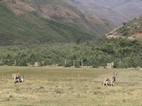 Elands pastando en Ts'ehlanyane National Park