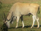 Eland en Ts'ehlanyane National Park