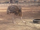 Highgate Ostrich Farm