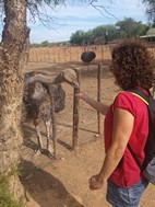 Highgate Ostrich Farm