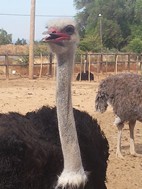 Highgate Ostrich Farm