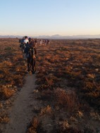 Excursión para ver suricatos, Meerkat Adventures