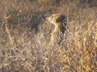 Excursión para ver suricatos, Meerkat Adventures