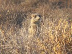 Excursión para ver suricatos, Meerkat Adventures