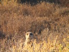 Excursión para ver suricatos, Meerkat Adventures