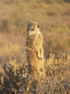 Excursión para ver suricatos, Meerkat Adventures