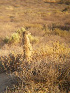 Excursión para ver suricatos, Meerkat Adventures