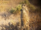 Excursión para ver suricatos, Meerkat Adventures
