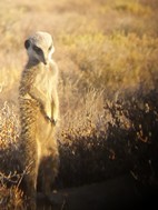 Excursión para ver suricatos, Meerkat Adventures