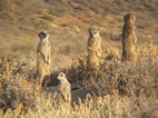 Excursión para ver suricatos, Meerkat Adventures, Oudtshoorn
