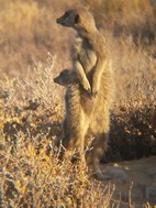 Excursión para ver suricatos, Meerkat Adventures
