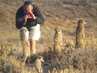 Excursión para ver suricatos, Meerkat Adventures