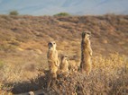 Excursión para ver suricatos, Meerkat Adventures