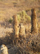 Excursión para ver suricatos, Meerkat Adventures