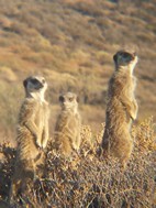Excursión para ver suricatos, Meerkat Adventures