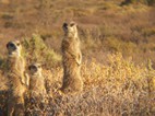 Excursión para ver suricatos, Meerkat Adventures