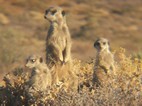 Excursión para ver suricatos, Meerkat Adventures