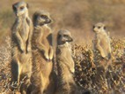 Excursión para ver suricatos, Meerkat Adventures