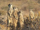 Excursión para ver suricatos, Meerkat Adventures