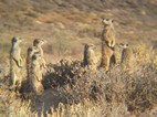 Excursión para ver suricatos, Meerkat Adventures