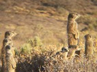 Excursión para ver suricatos, Meerkat Adventures