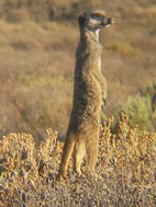 Excursión para ver suricatos, Meerkat Adventures
