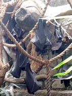 Murcielagos, Cango Wildlife Ranch
