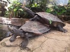 Galpagos, Cango Wildlife Ranch, Oudtshoorn