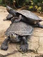 Galpagos, Cango Wildlife Ranch