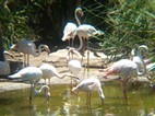 Flamencos, Cango Wildlife Ranch