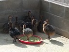 Highgate Ostrich Farm